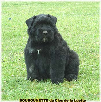 CHIOT Bouvier des Flandres  de l'Elevage du CLOS DE LA LUETTE - COPYRIGHT DEPOSE